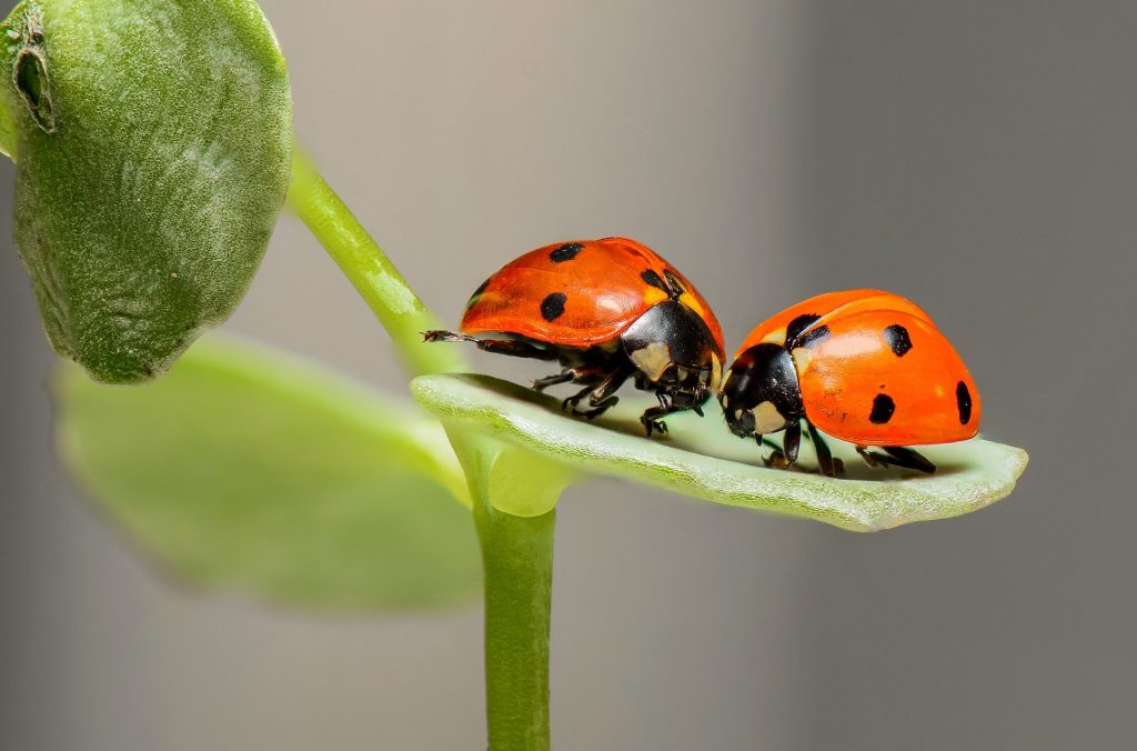 Due coccinelle